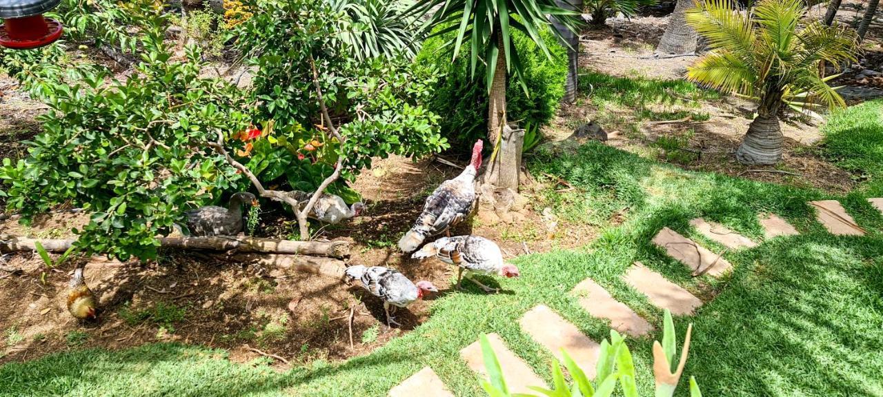 Casa Los Polveros ฟูเอนกาลิเอนเต เด ลา ปาลมา ภายนอก รูปภาพ
